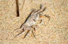 Ocypode quadrata -Juvenile Atlantic Ghost Crab