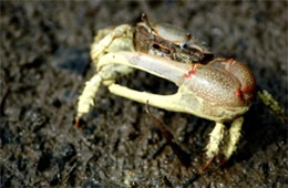 Uca pugnax - Marsh Fiddler Crab