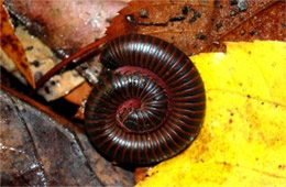 Millipede - Curled Up