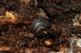 Isopod - Pill Bug
