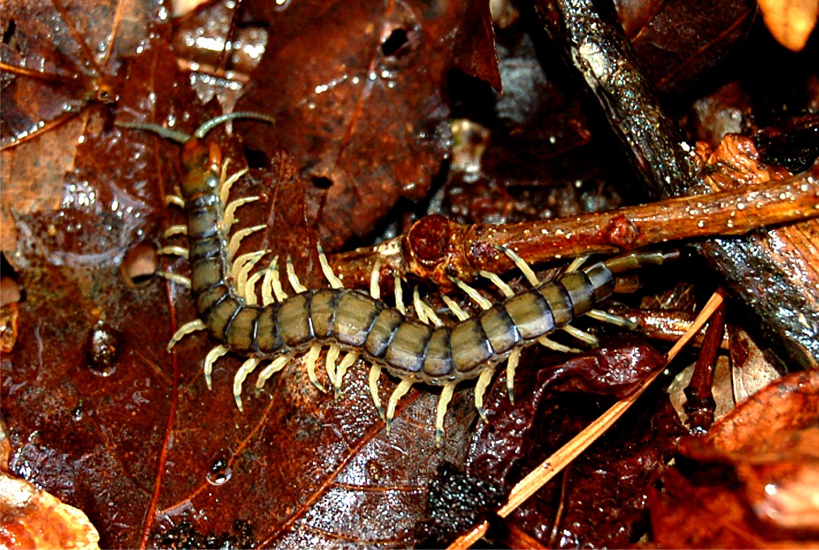 tiger centipede, carnivore, arthropod, chickahominy wma, virginia. milliped...