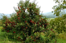 Apple Tree