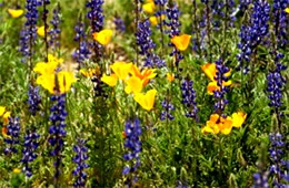 Eschscholtzia californica and Lupinus sparsiflorus - Mexican Poppy and Desert Lupine