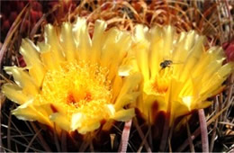 Barrell Cactus Flower