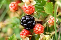 blackberries