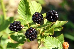 blackberries