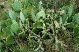 Cholla and Prickly Pear Cactus