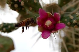 Cactus Bloom and Bee