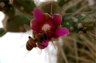 Cactus Bloom and Bee