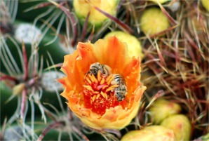 Cactus Bloom and Bees