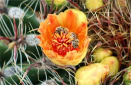 Cactus Bloom and Bees