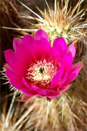 Echinocereus engelmannii - Strawberry Hedgehog Cactus Flower
