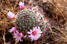 Mammillaria grahamii - Pincushion Cactus Flower