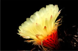Barrell Cactus Flower