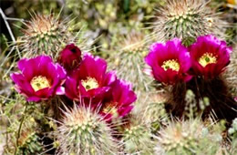 Echinocereus engelmannii - Strawberry Hedgehog Cactus Flower