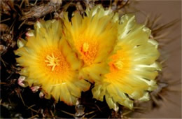Ferocactus wislizenii - Barrel Cactus Flower