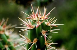 Cholla Cactus Spines