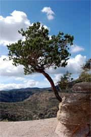 Catalina Pine