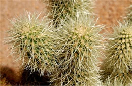 Cholla Cactus Spines