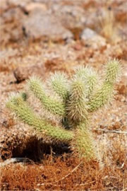 Cylindropunita bigelovi - Teddy Bear Cholla Cactus 