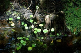 Cypress Knees