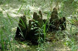 Cypress Knees