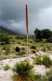 Dasylirion wheeleri - Desert Spoon Plant (Sotol)