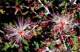 Calliandra eriophylla - Fairy Duster