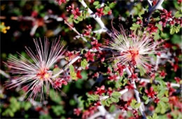 Calliandra eriophylla - Fairy Duster