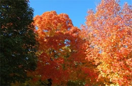 fall color leaves