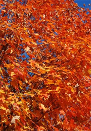 fall color leaves