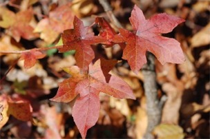 fall color leaves