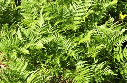 ferns