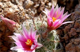 Mammilaria grahamii - Fishhook Pincushion Cactus