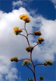 Golden-Flowered (Century) Agave - Agave chrysantha