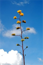 Golden-Flowered (Century) Agave - Agave chrysantha