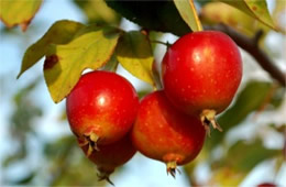 Crataegus - Hawthorn Fruit