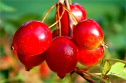 Crataegus - Hawthorn Fruit