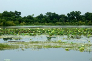 Lake with Aquatic Plants