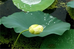Lotus Flower and Pad