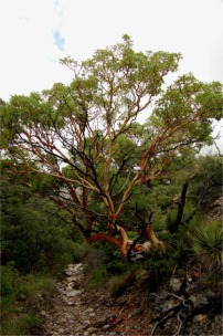 Arbutus xalapensis - Texas Madrone Tree