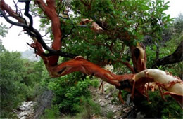 Arbutus xalapensis - Texas Madrone Tree