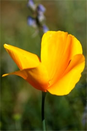 Eschscholtzia californica - Mexican Poppy