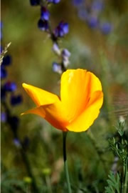 Eschscholtzia californica - Mexican Poppy