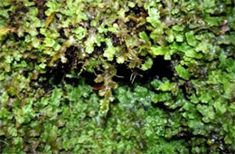 Moss and Liverwort