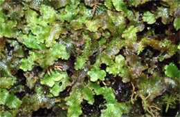 Moss and Liverwort