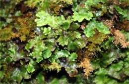 Moss and Liverwort