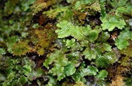 Moss and Liverwort