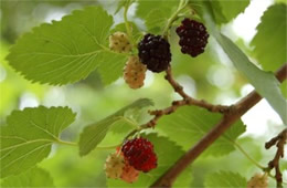 Morus rubra - Red Mulberry