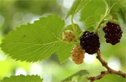 Morus rubra - Red Mulberry